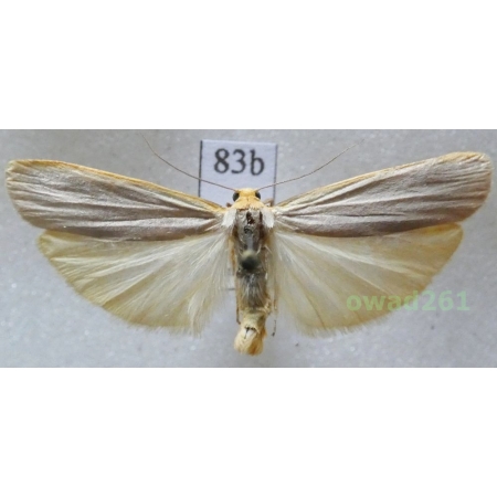 Eilema complana (Linnaeus, 1758) Czech83b
